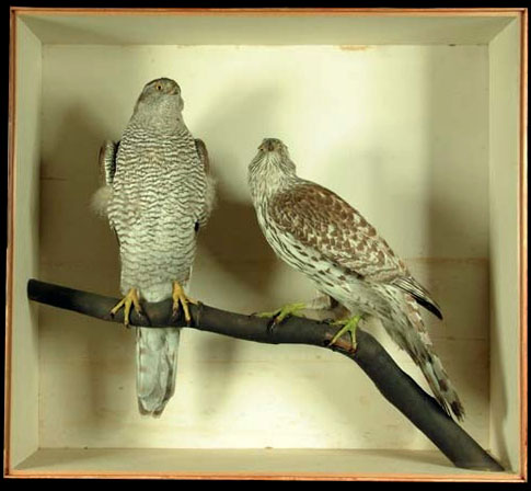 duncangoshawks[1].JPG